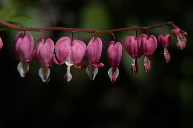 Bleeding Hearts