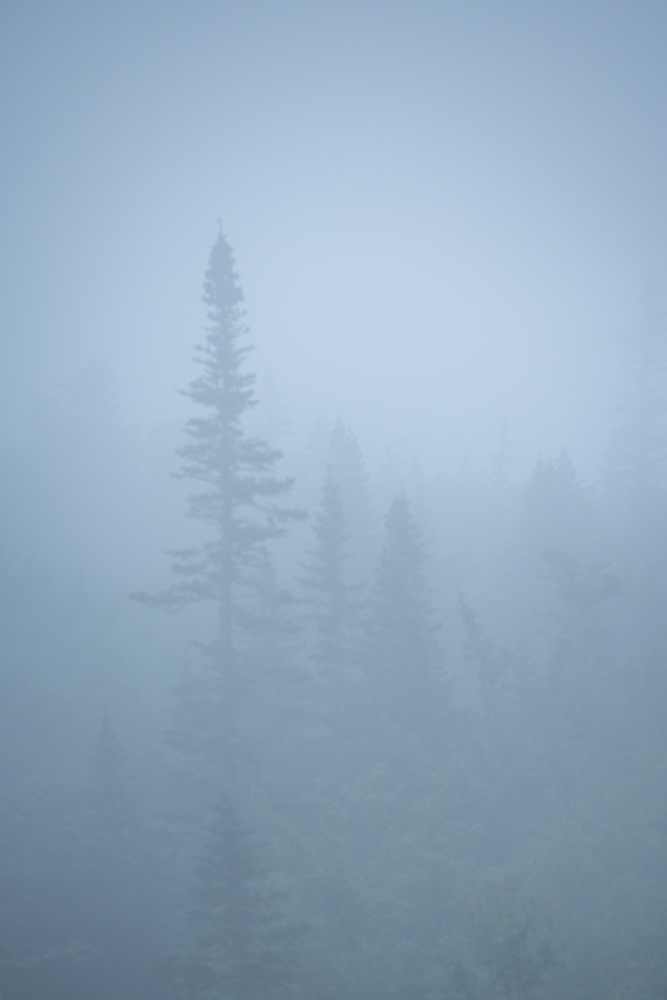 Trees with Fog