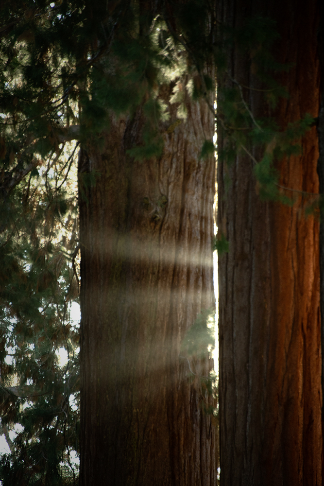 Redwood Rays