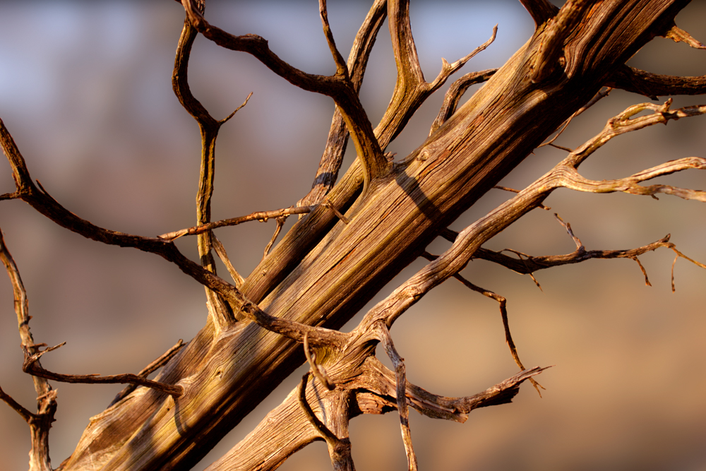 Twisted Tree