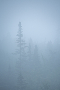 Trees with Fog
